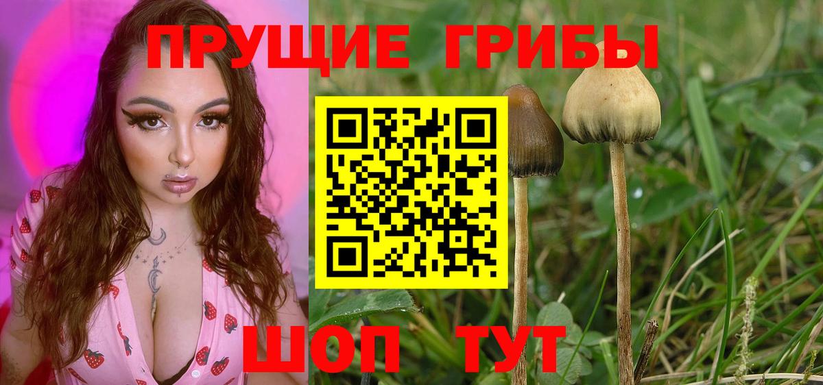 Псилоцибиновые грибы GOLDEN TEACHER Асбест
